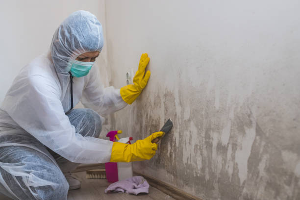 Attic Mold Removal in Arnold, MD