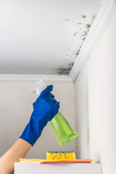 Best Certified Mold Removal  in Arnold, MD